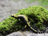 Gouden alpensalamander (Salamandra atra aurorae)