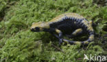 Gouden alpensalamander (Salamandra atra aurorae)