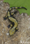 Gouden alpensalamander (Salamandra atra aurorae)