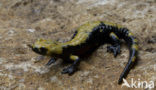 Golden alpine salamander (Salamandra atra aurorae)