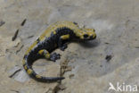 Golden alpine salamander (Salamandra atra aurorae)