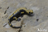 Gouden alpensalamander (Salamandra atra aurorae)