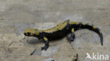 Gouden alpensalamander (Salamandra atra aurorae)