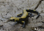 Gouden alpensalamander (Salamandra atra aurorae)