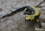 Gouden alpensalamander (Salamandra atra aurorae)