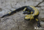 Golden alpine salamander (Salamandra atra aurorae)