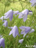 Grasklokje (Campanula rotundifolia)