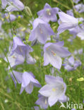 Grasklokje (Campanula rotundifolia)