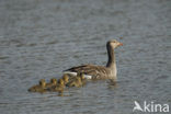 Grauwe Gans (Anser anser)