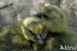 Grey Lag-Goose (Anser anser)