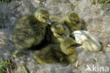 Grey Lag-Goose (Anser anser)