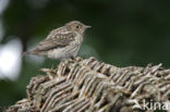 Grauwe Vliegenvanger (Muscicapa striata) 