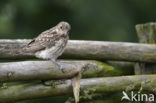 Grauwe Vliegenvanger (Muscicapa striata) 