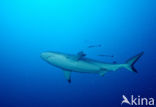 Gray Reef Shark (Carcharhinus amblyrhynchos) 