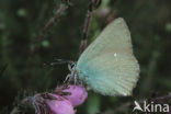 Groentje (Callophrys rubi)