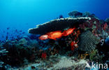 Cressent-tail bigeye (Priacanthus hamrur)