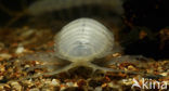 Dalmatian giant pill-bug (Sphaeromides virei)