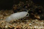 Dalmatian giant pill-bug (Sphaeromides virei)