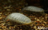 Dalmatian giant pill-bug (Sphaeromides virei)