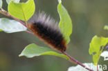Garden Tiger (Arctia caja)