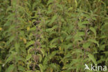 Stinging Nettle (Urtica dioica)