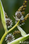 Grote egelskop (Sparganium erectum)