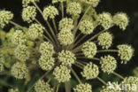 Grote engelwortel (Angelica archangelica)