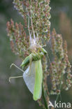 Grote groene sabelsprinkhaan (Tettigonia viridissima)