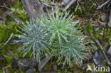 Grove den (Pinus sylvestris)