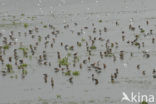 Grutto (Limosa limosa) 