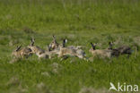 Brown Hare (Lepus europaeus)