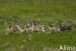 Haas (Lepus europaeus)