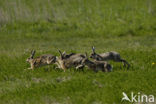 Brown Hare (Lepus europaeus)