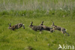 Brown Hare (Lepus europaeus)
