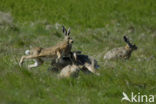 Haas (Lepus europaeus)