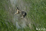 Haas (Lepus europaeus)