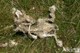 Brown Hare (Lepus europaeus)