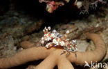 Harlequin shrimp (Hymenoceara elegans)