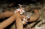 Harlequin shrimp (Hymenoceara elegans)