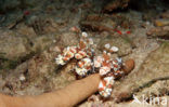 Harlequin shrimp (Hymenoceara elegans)