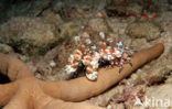 Harlequin shrimp (Hymenoceara elegans)