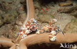 Harlequin shrimp (Hymenoceara elegans)