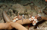 Harlequin shrimp (Hymenoceara elegans)