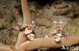 Harlequin shrimp (Hymenoceara elegans)