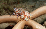 Harlequin shrimp (Hymenoceara elegans)