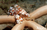 Harlequin shrimp (Hymenoceara elegans)