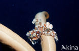 Harlequin shrimp (Hymenoceara elegans)