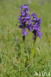 Green-winged Orchid (Anacamptis morio
