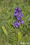 Green-winged Orchid (Anacamptis morio