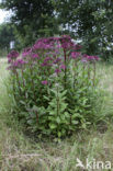 Orpine (Sedum telephium)